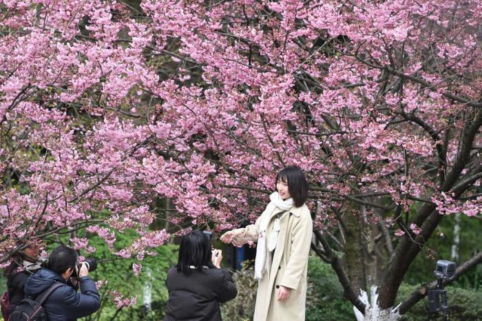 重慶南山植物園早櫻綻放春意濃