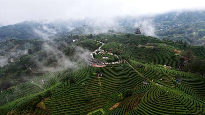 廣西三江侗鄉(xiāng)：雨后茶園美如畫(huà)